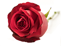 Гадание онлайн на отношение человека «По лепесткам розы»